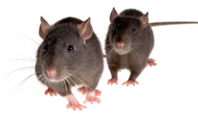 RATICIDA BIOLÓGICO